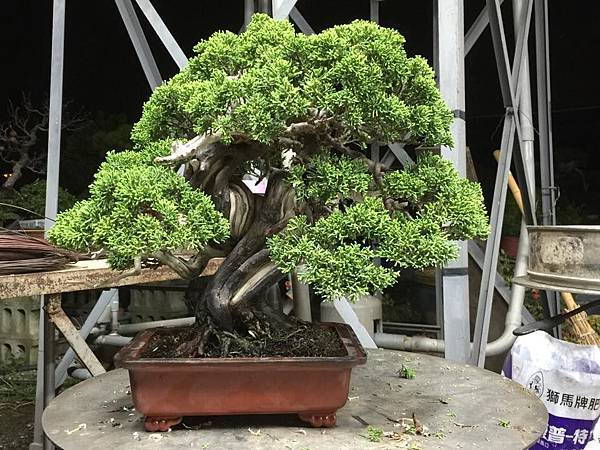 小品系魚川真柏 整姿中 小品系魚川真柏 整姿中