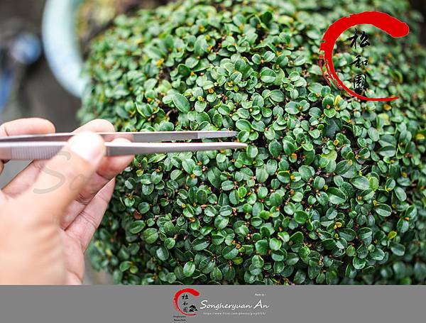 高精密先細摘芽鑷 高精密先細摘芽鑷