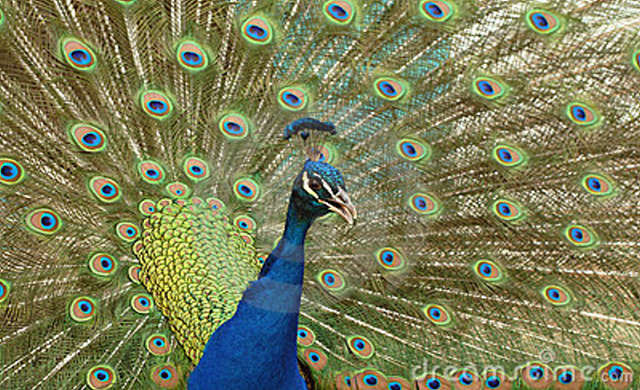 peacock-indian-peafowl-thumb9278284.jpg
