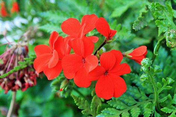 re-geranium-flower