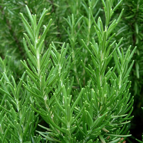 Rosemary 1