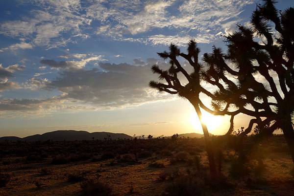 0828-29_JushuaTrees32.JPG 0828-29_JushuaTrees32.JPG