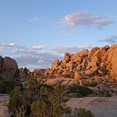 0828-29_JushuaTrees52.JPG 0828-29_JushuaTrees52.JPG