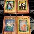 Messages from Your Animal Spirit Guides Oracle Cards-0101