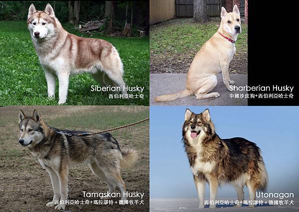 Comparing Husky