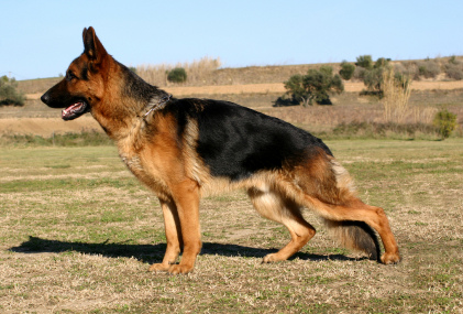 German Shepherd 德國牧羊犬