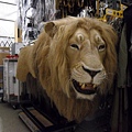 Narnia -Aslan!