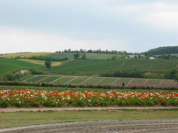 北海道，花田7