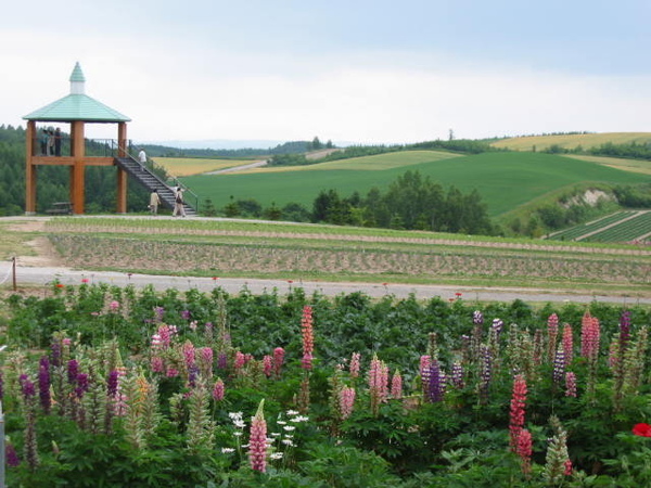 北海道，花田9