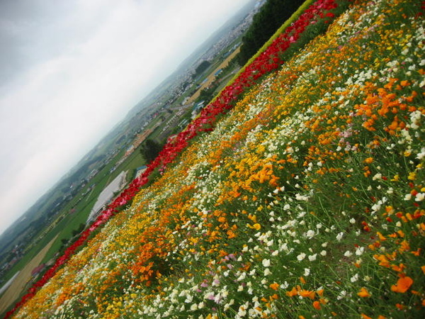 北海道，花田10