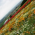 北海道，花田10