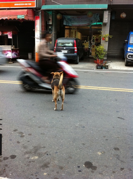 Happy跑到馬路上