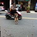 Happy跑到馬路上