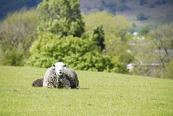 之後都是羊...^ ^||| photo by Po