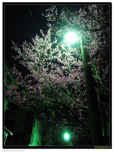 20100201夜晚櫻花