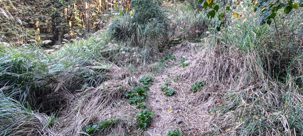 西勢山林道(230林道)