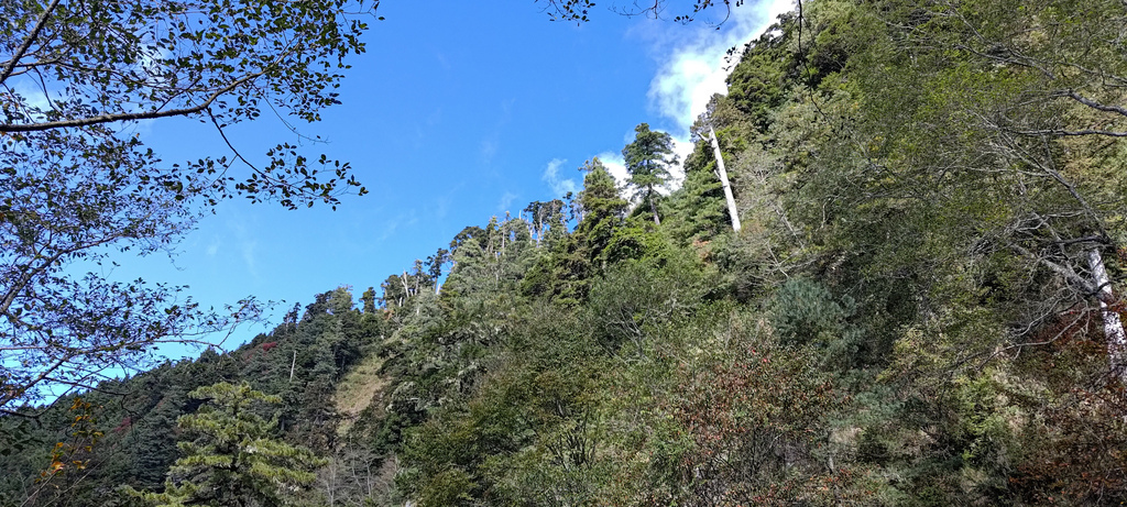 西勢山林道(230林道)