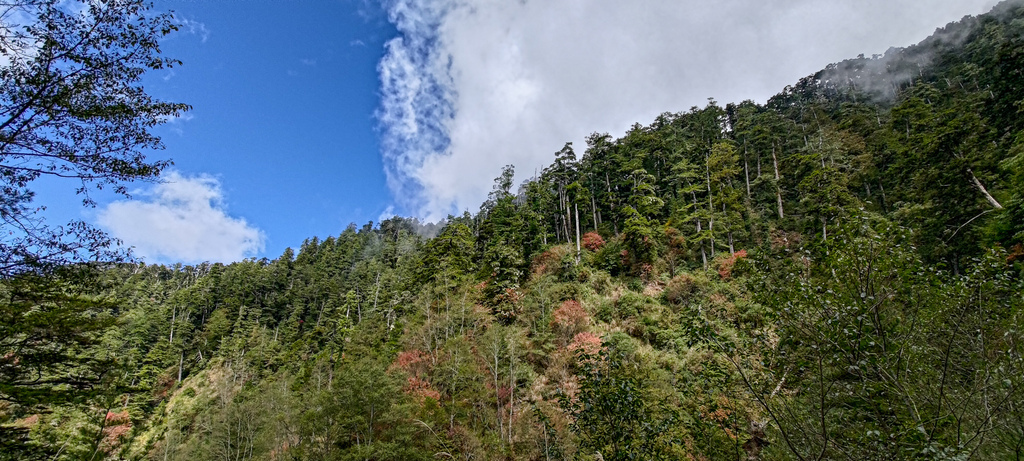 西勢山林道(230林道)