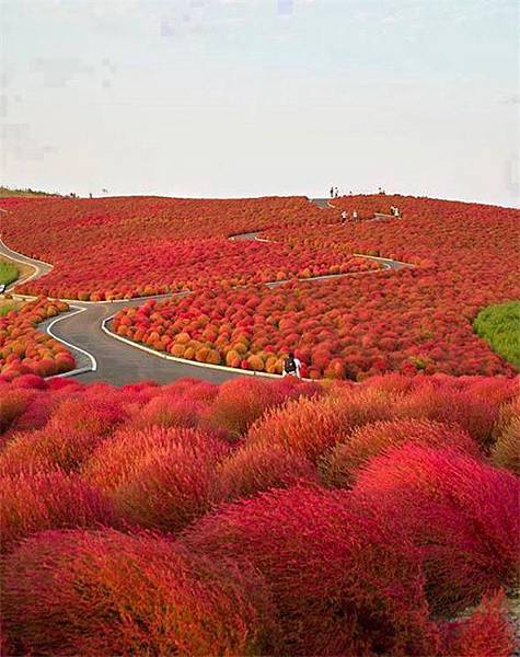 日本，日立海濱公園.jpg