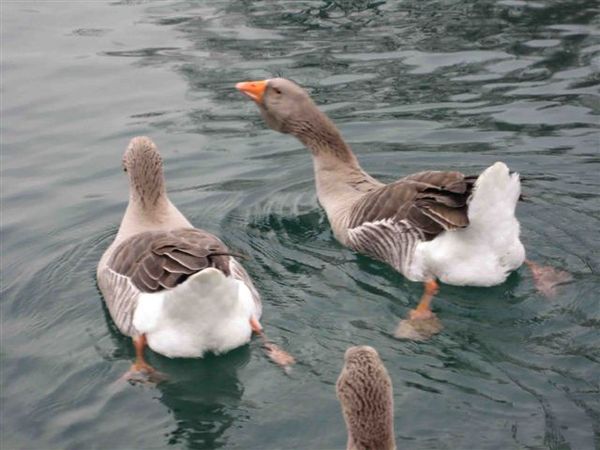 0884 真的跟唐老鴨的屁屁一樣耶~水超清澈.jpg