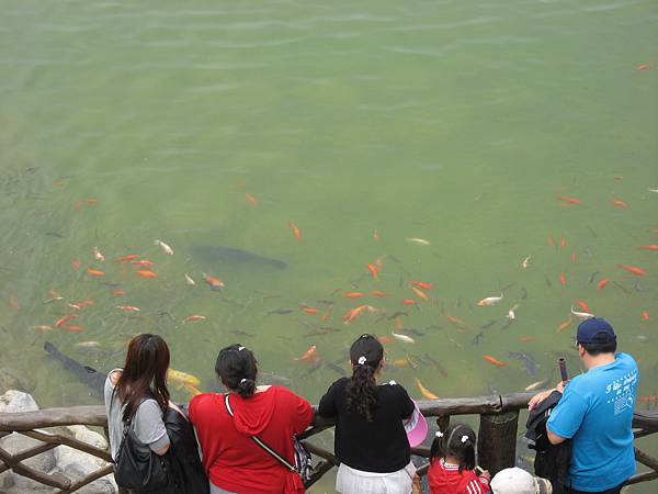 台灣郎很愛餵魚