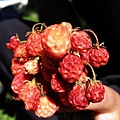 一大串小野莓
