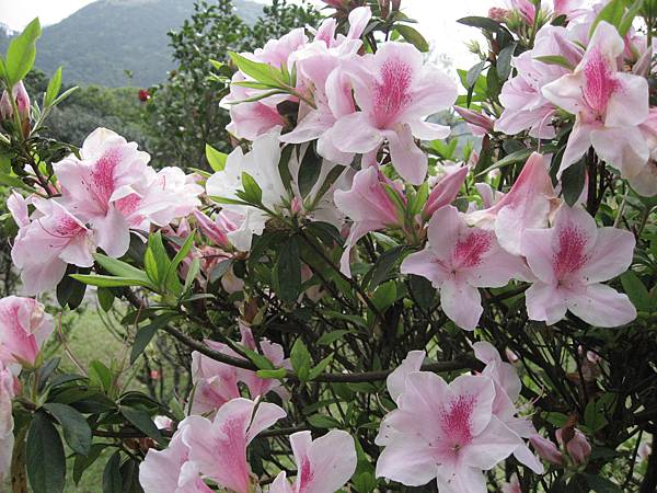 杜鵑花公園