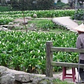 守著海芋田的農人