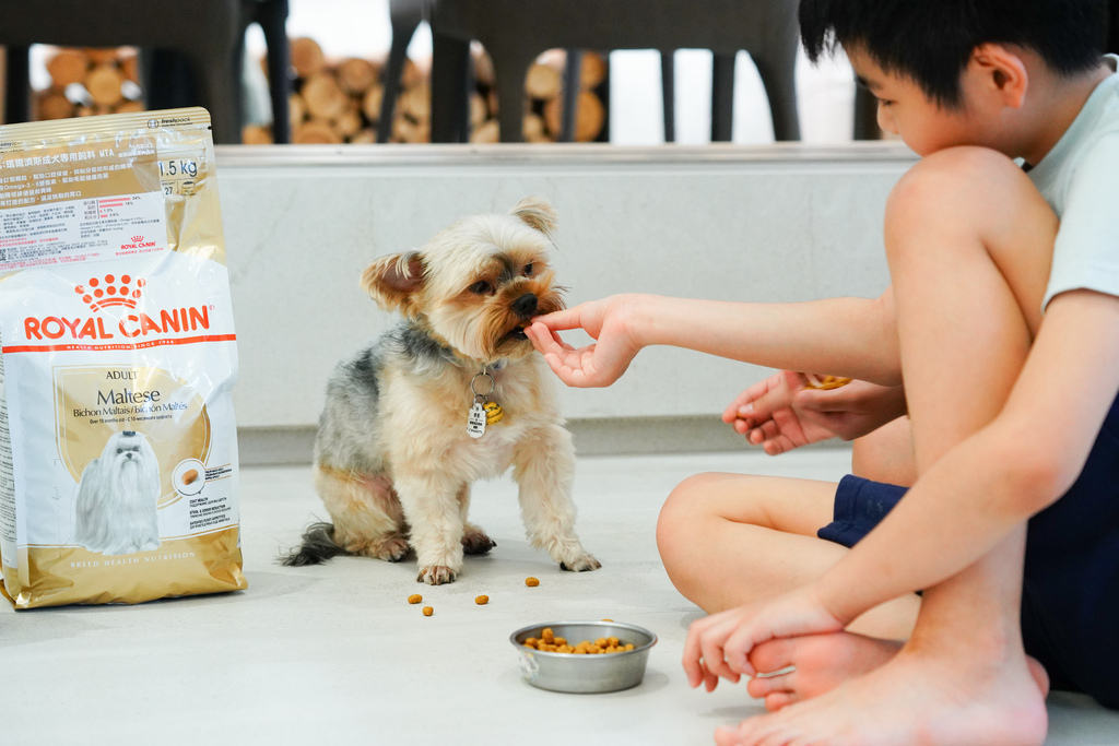 法國皇家、寵物、品種飼料、瑪爾濟斯、健康、推薦、PMTA 瑪爾濟斯成犬專用乾糧、狗狗飼料、寵物飼料推薦、飼料評價、成犬、營養、顆粒、濕糧