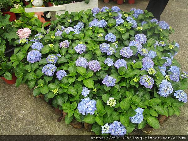南庄碧絡角花園咖啡 (18).JPG 南庄碧絡角花園咖啡 (18).JPG