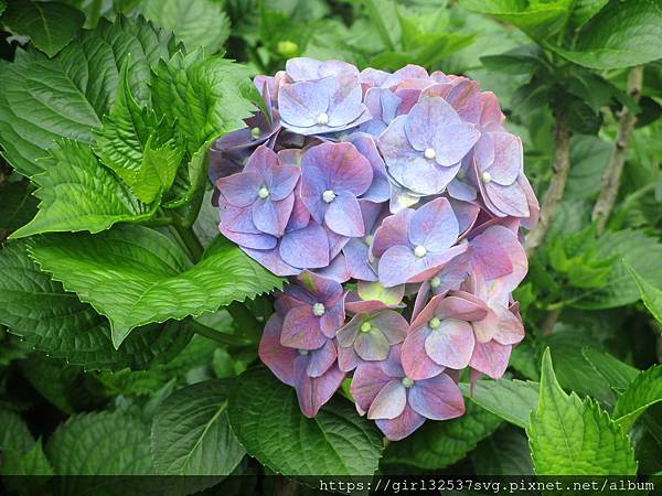 南庄碧絡角花園咖啡 (21).JPG 南庄碧絡角花園咖啡 (21).JPG
