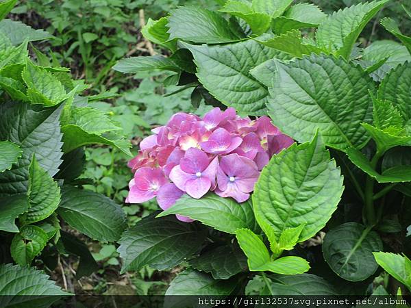 南庄碧絡角花園咖啡 (25).JPG