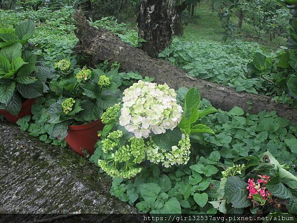 南庄碧絡角花園咖啡 (26).JPG 南庄碧絡角花園咖啡 (26).JPG