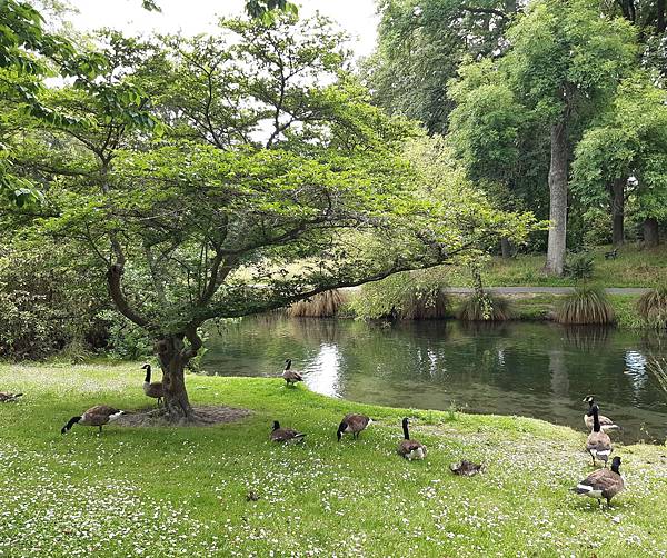 基督城植物園 (2).jpg