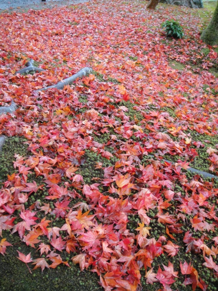 DSC04255.JPG