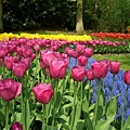 keukenhof (5).JPG