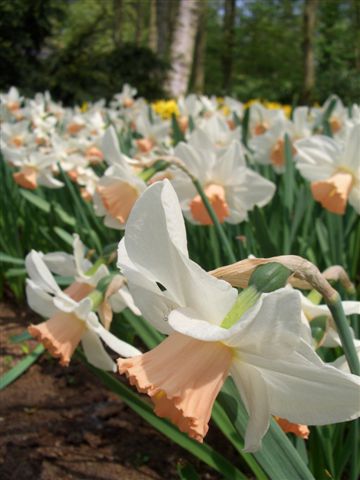 keukenhof (22).JPG