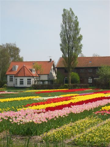 keukenhof (37).JPG