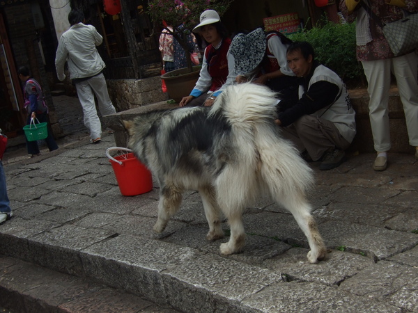 麗江古城