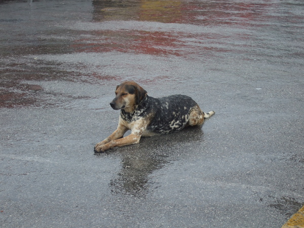 大雨滂沱下的狗
