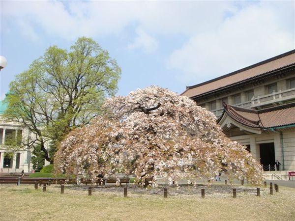 東京博物館1.JPG