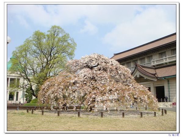 東京博物館1.jpg