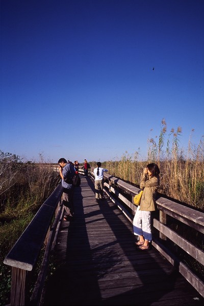 2006_11_Everglades0014.jpg