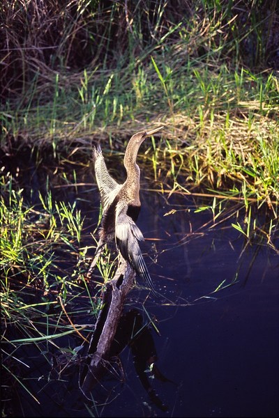 2006_11_Everglades0018.jpg