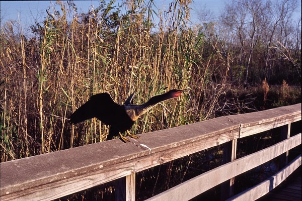 2006_11_Everglades0023.jpg