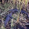 2006_11_Everglades0025.jpg