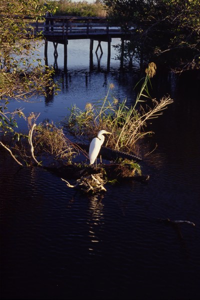 2006_11_Everglades0032.jpg