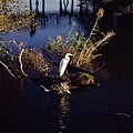2006_11_Everglades0032.jpg
