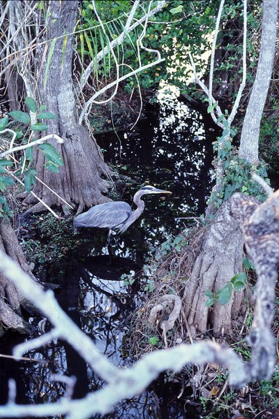 2006_11_Everglades0035.jpg