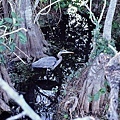 2006_11_Everglades0035.jpg